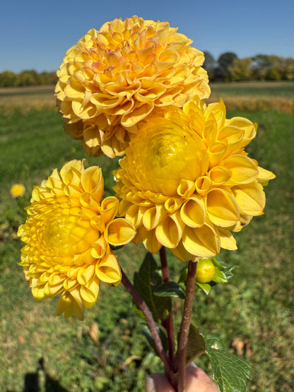 Glenbank Honeycomb 🇦🇺 LIMIT ONE