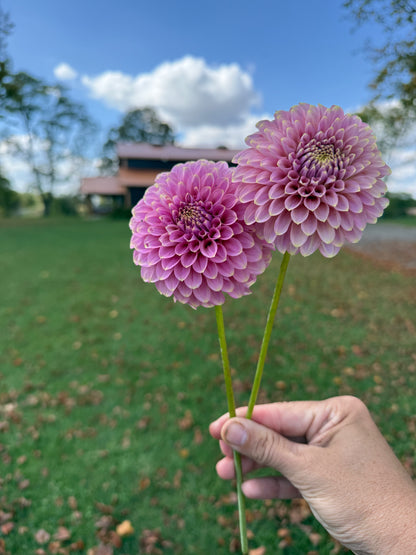Florelie Oracle 🇦🇺 LIMIT ONE