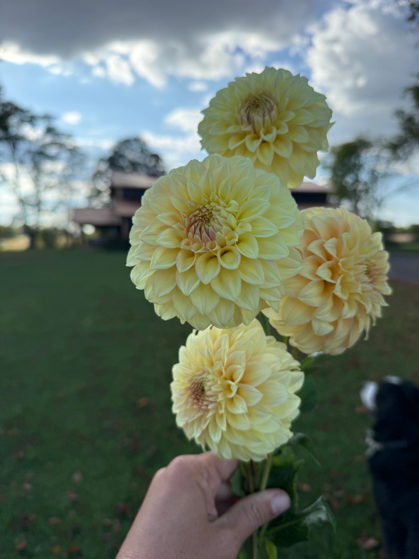 Bracken Glenda 🇦🇺 LIMIT ONE