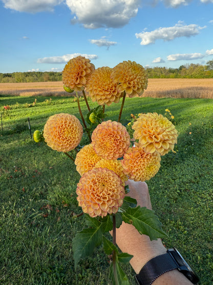 Glenbank Honeycomb 🇦🇺 LIMIT ONE
