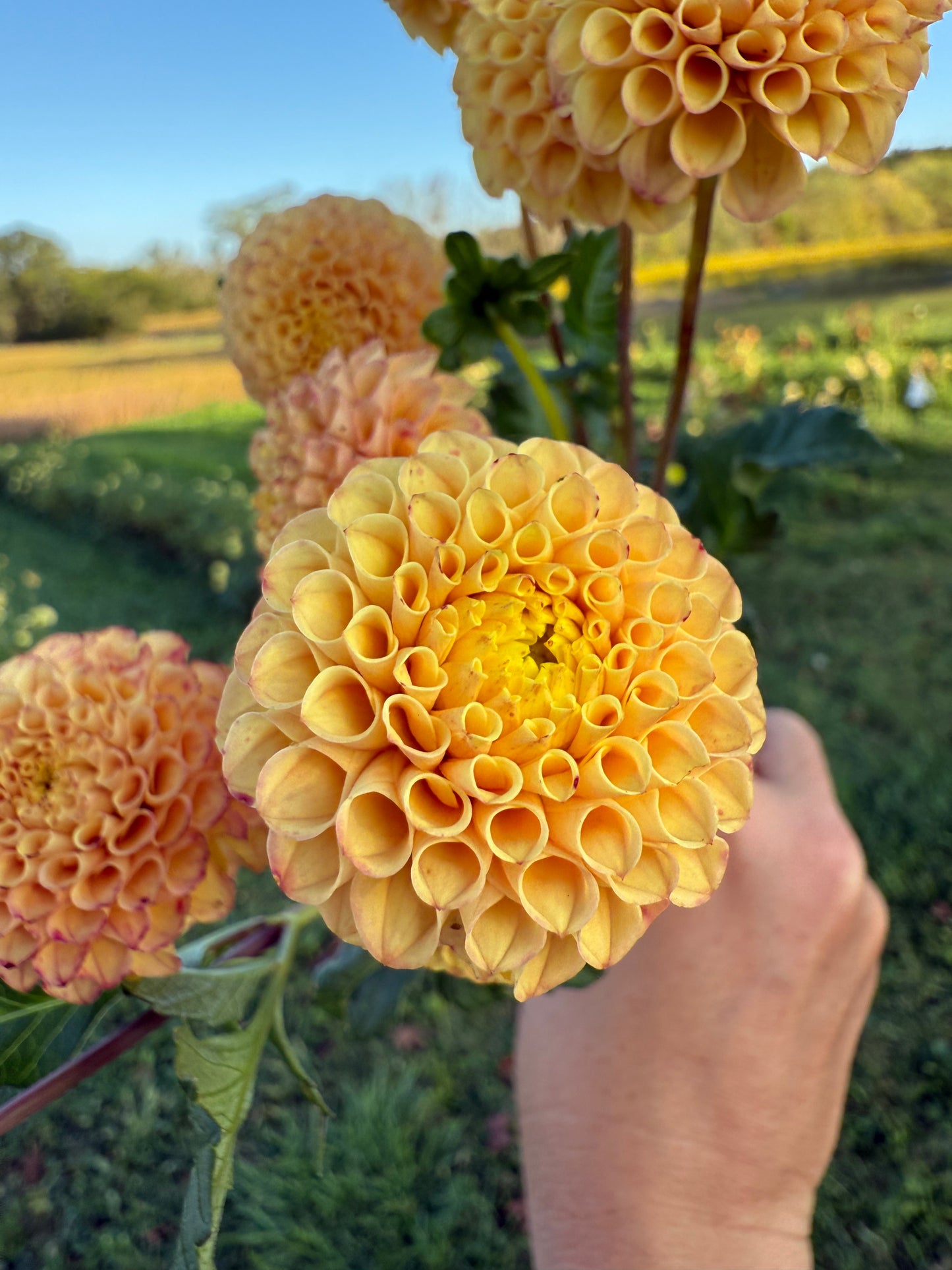 Glenbank Honeycomb 🇦🇺 LIMIT ONE