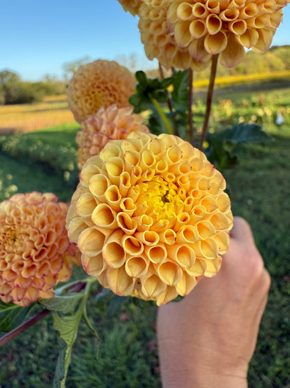 Glenbank Honeycomb 🇦🇺 LIMIT ONE
