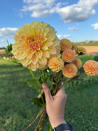 Glenbank Honeycomb 🇦🇺 LIMIT ONE