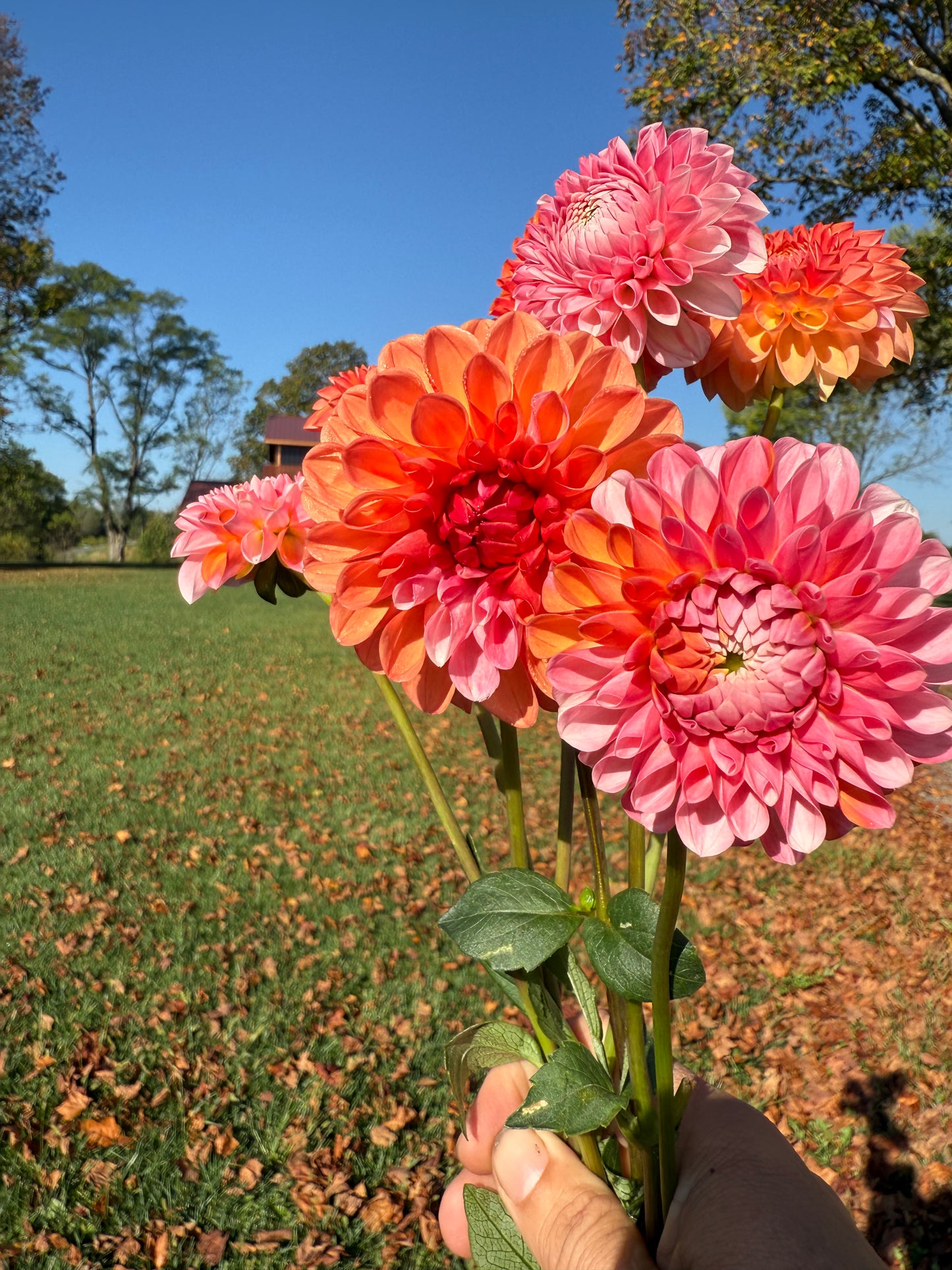 Florelie Angostura 🇦🇺 LIMIT ONE