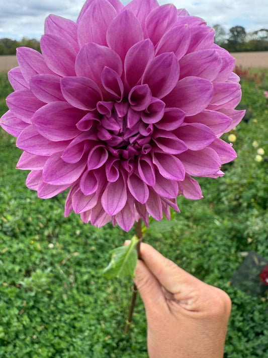 Lee's Flute Loop Lilac