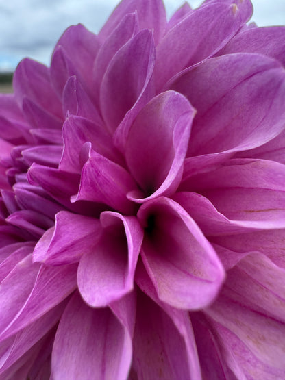 Lee's Flute Loop Lilac