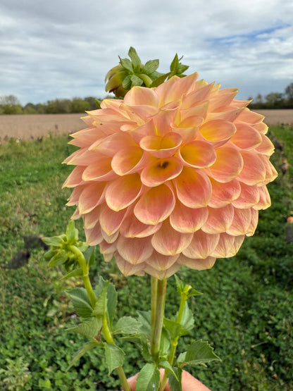 20th Avenue Softer Peach