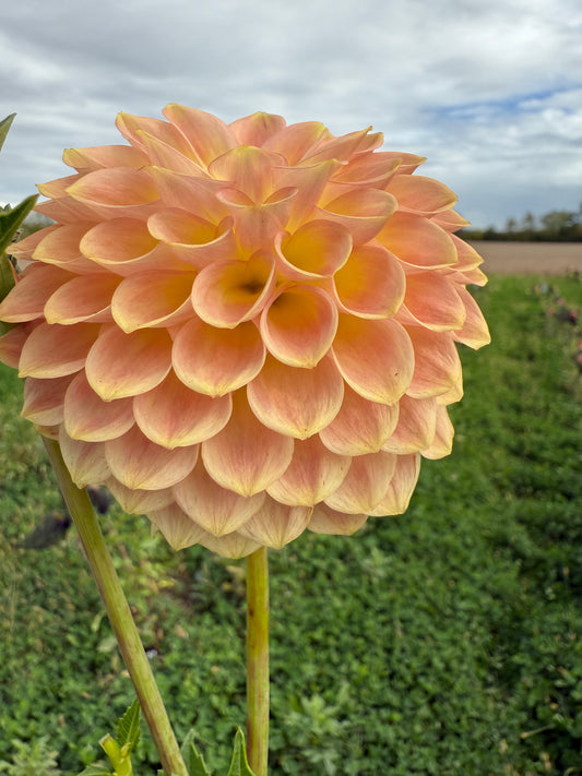 20th Avenue Softer Peach
