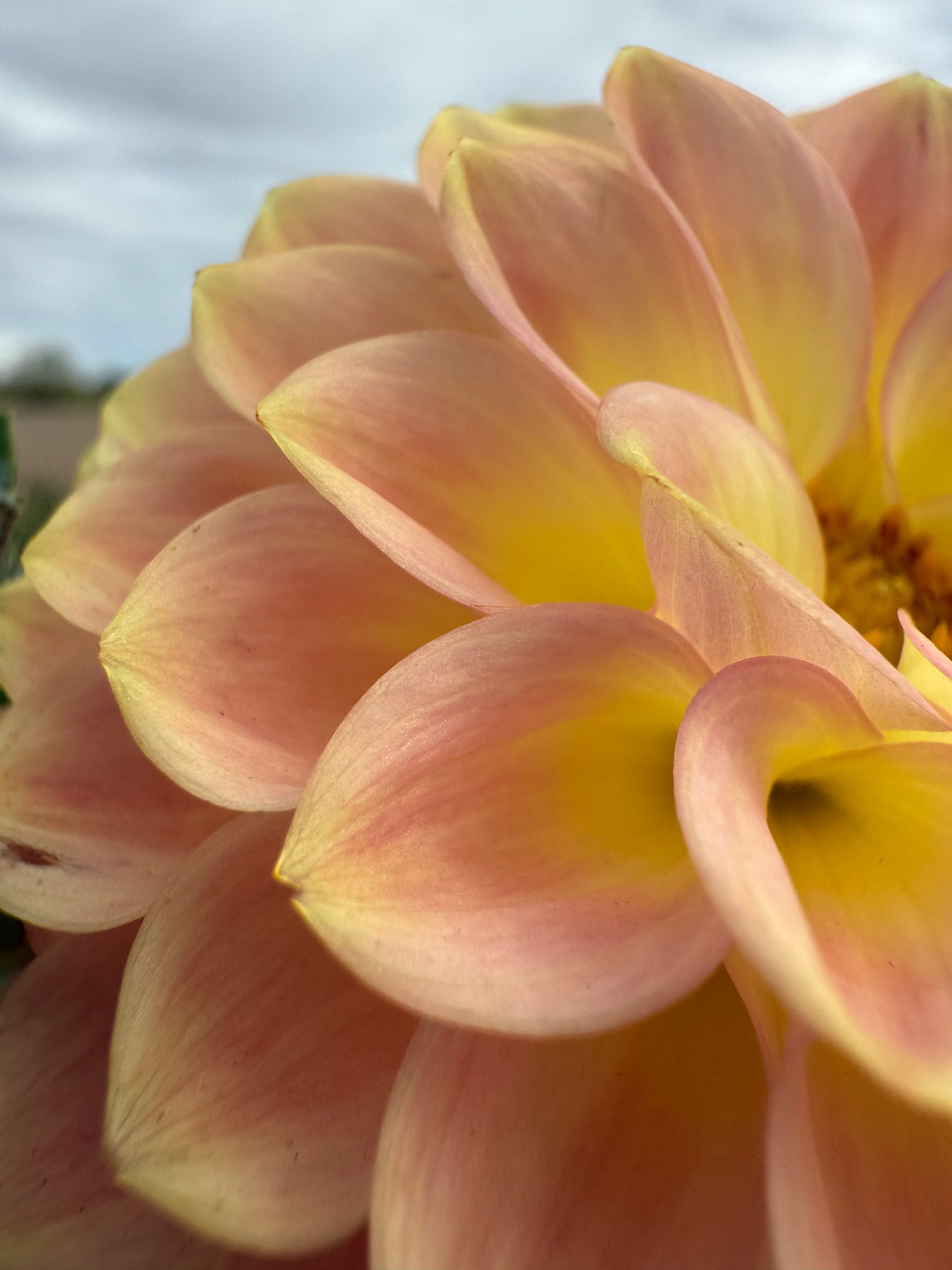 20th Avenue Softer Peach