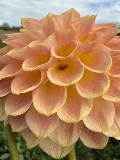 20th Avenue Softer Peach