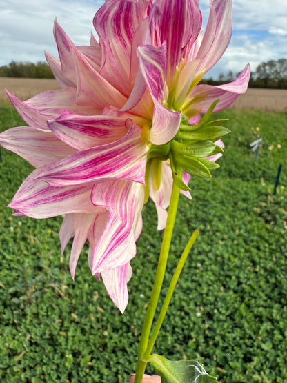 Cafe Au Lait Royal