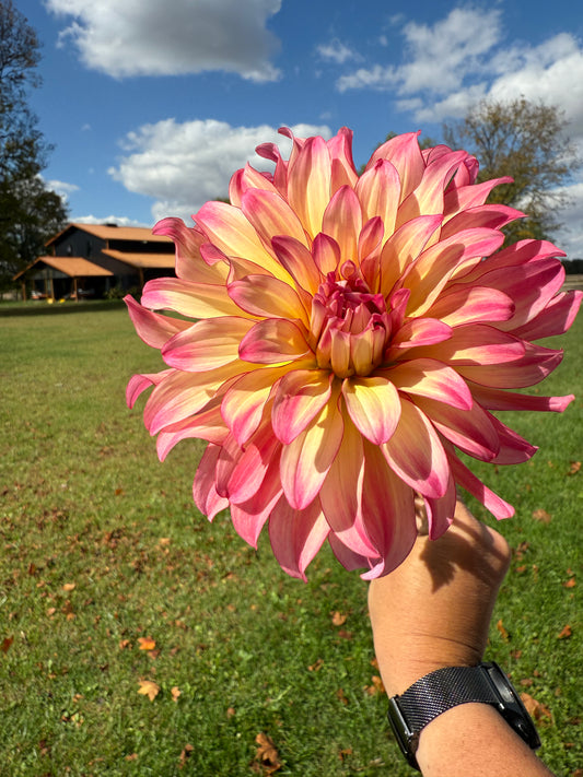 Dutch delight