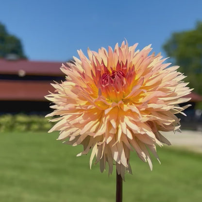 Lakeview Peach Fuzz